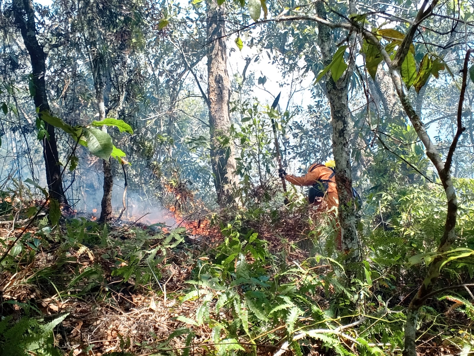 Liquidan el frente principal del incendio forestal en Ábrego